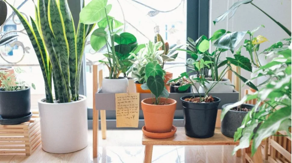 10 Tanaman Hias yang Dipercaya Membawa Keberuntungan Menurut Feng Shui